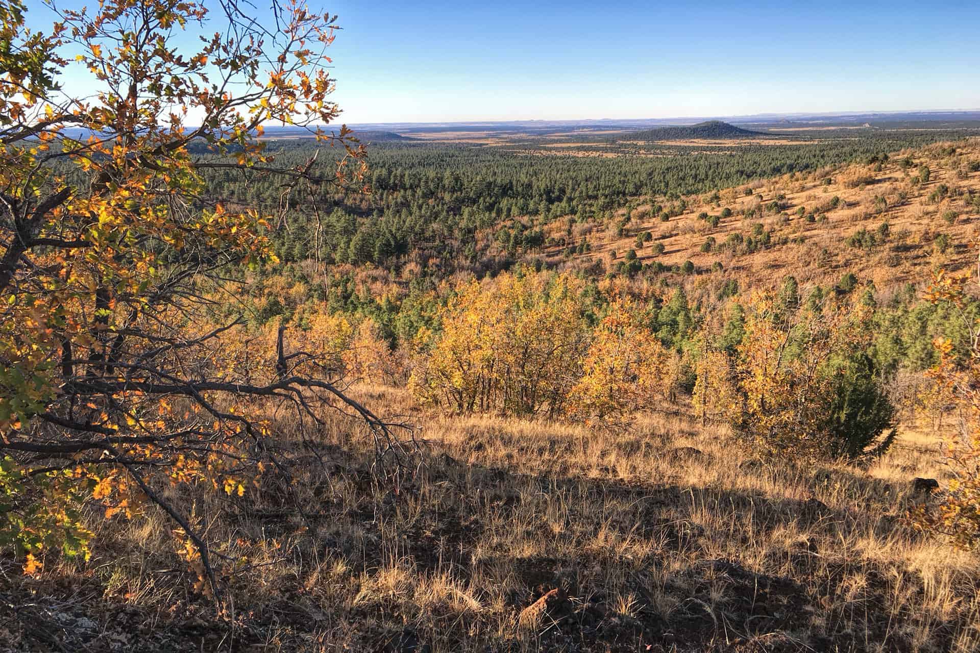 A panoramic view over golden fall foliage and a green pine forest stretching toward distant hills under a clear blue sky