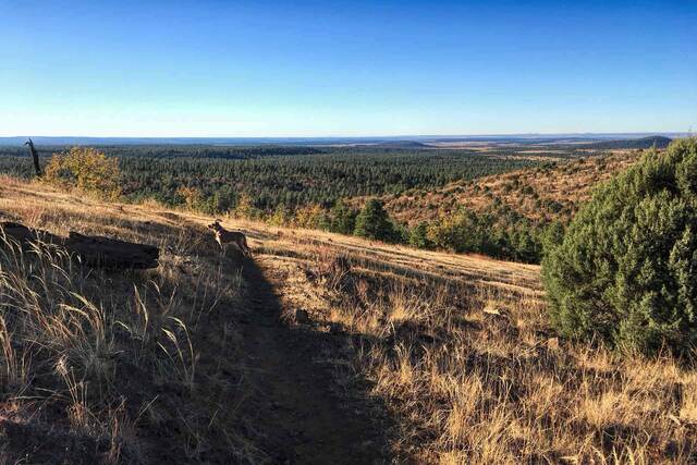 Teddy standing on a dirt trail along a grassy hillside, overlooking a vast pine forest and open plains below