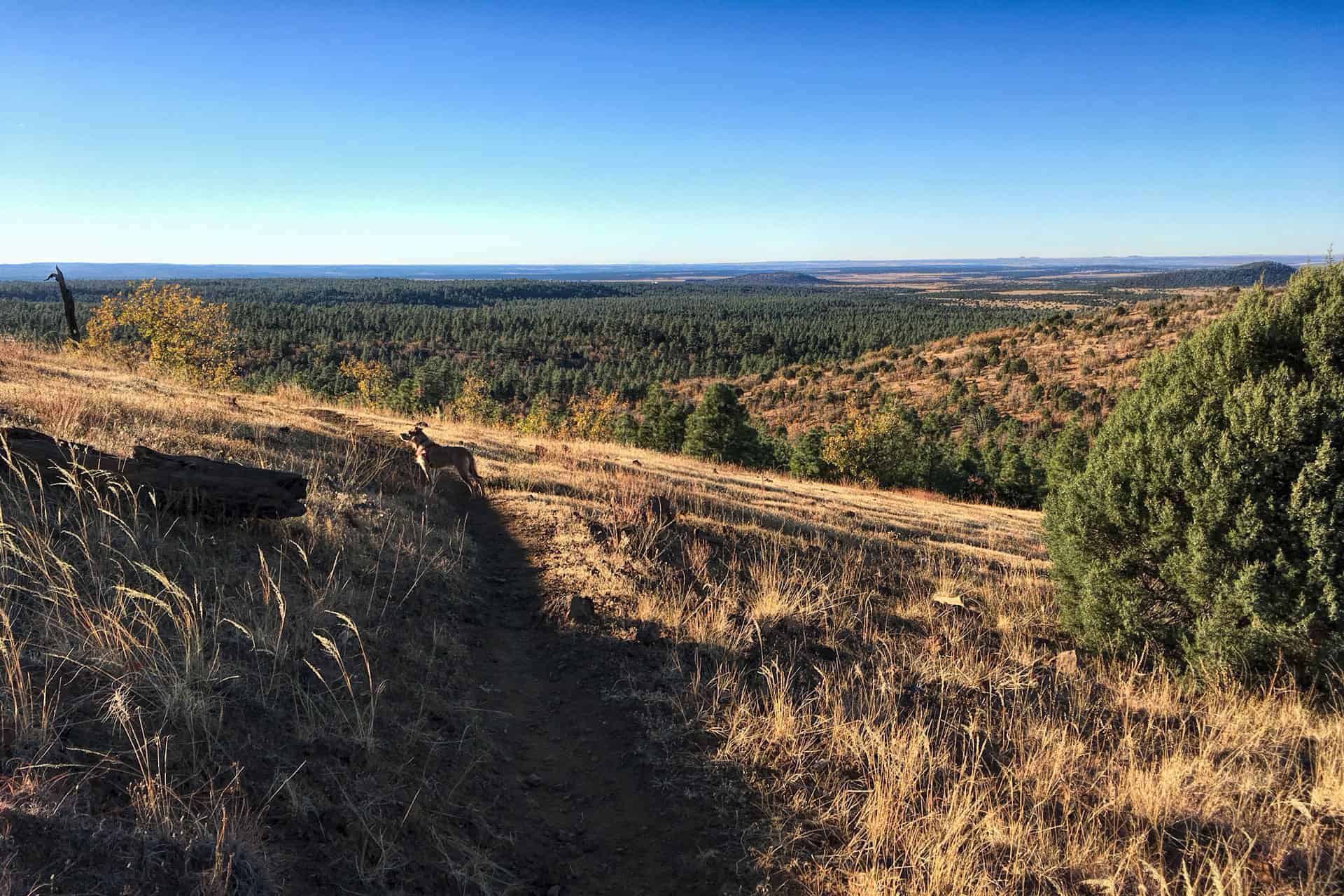 Teddy standing on a dirt trail along a grassy hillside, overlooking a vast pine forest and open plains below