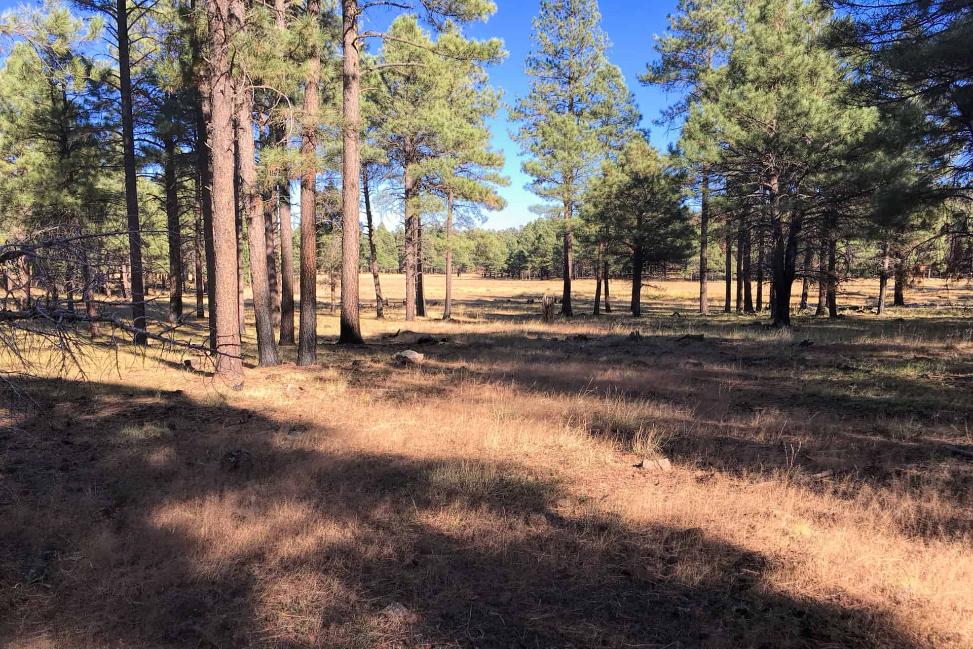 Sunlight filtering through a grove of tall ponderosa pine trunks in an open forest clearing