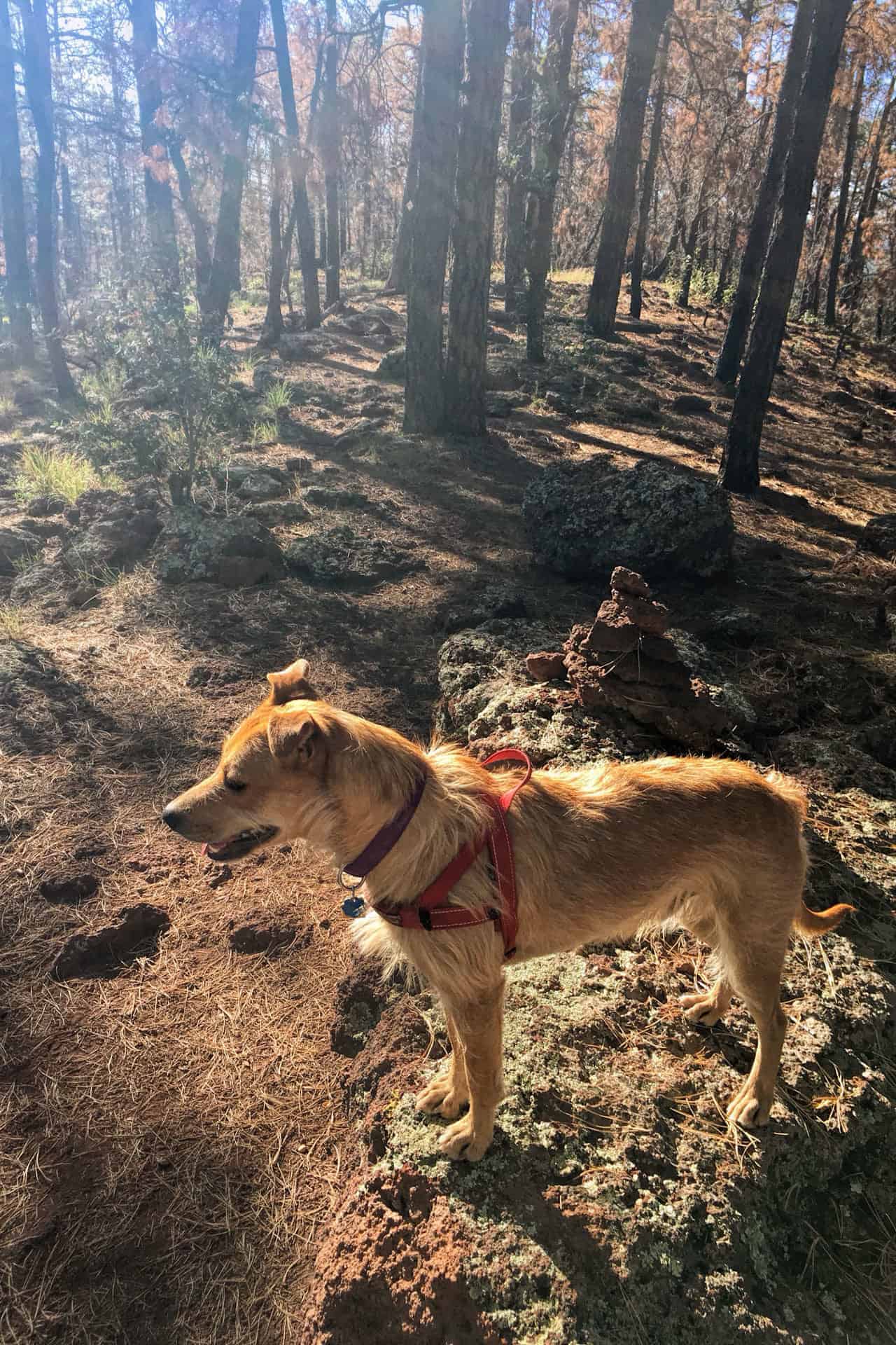 Teddy standing in a sunlit, fire-scarred forest wearing a red harness, surrounded by blackened tree trunks and lava rock