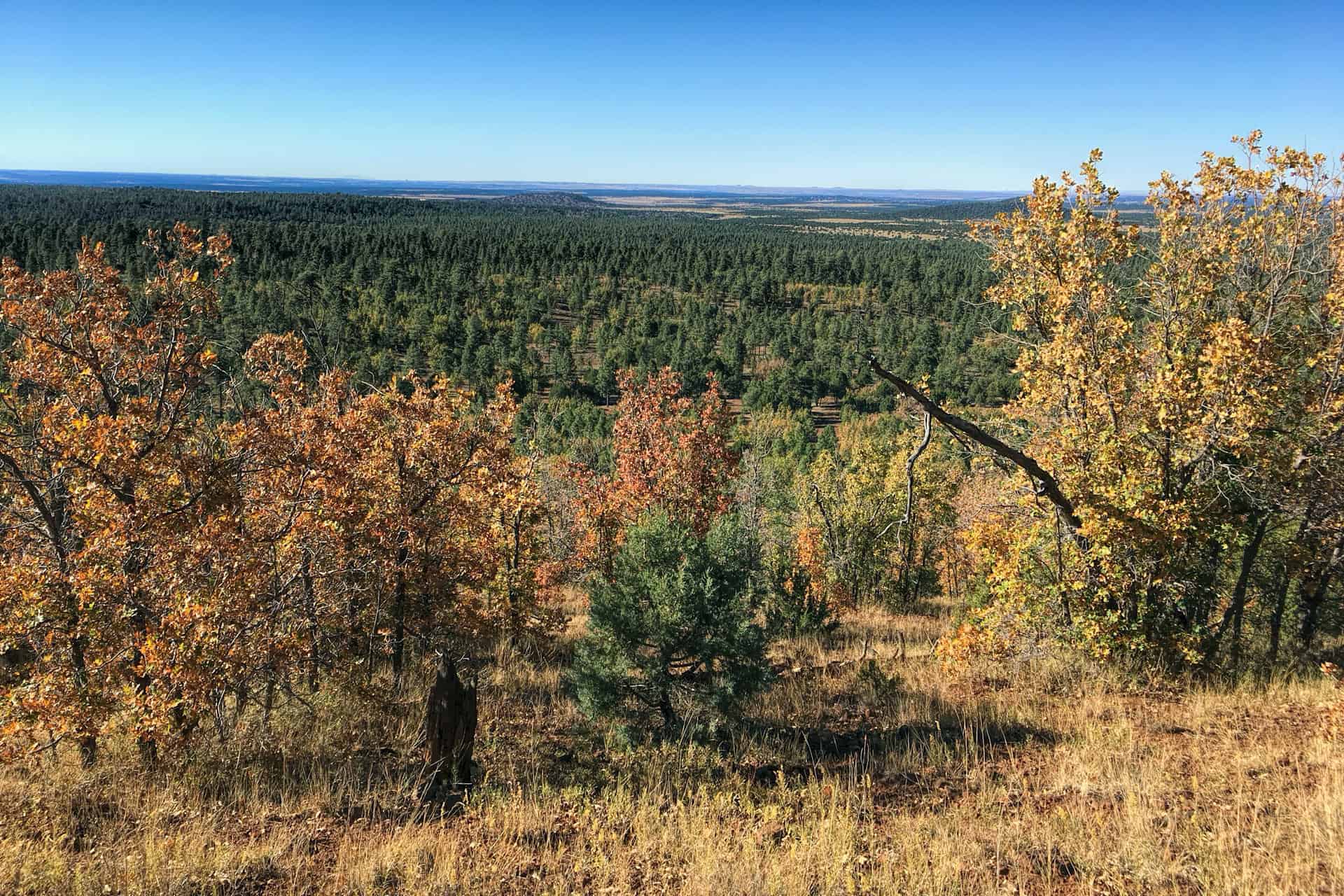 A hillside covered in golden and orange autumn oak leaves overlooking a vast green pine forest stretching to the horizon