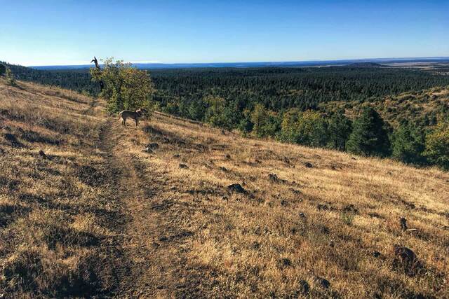 Teddy standing on a grassy ridge trail overlooking a huge expanse of pine forest and distant plains under a clear sky