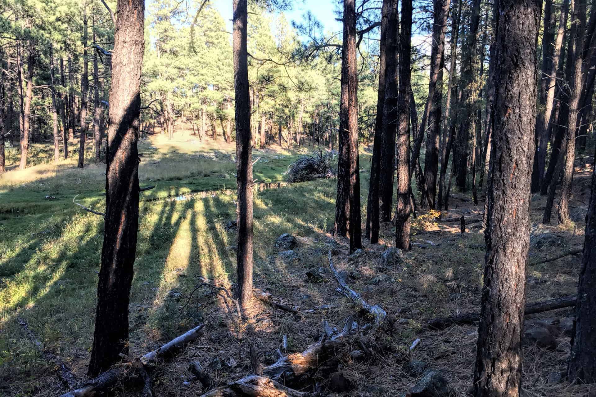 Sunlight streaming through a grove of ponderosa pines onto a small grassy meadow with a pond in a forest clearing