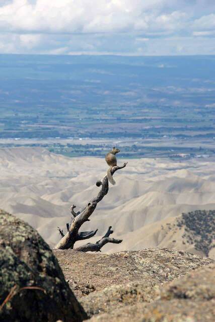 A ground squirrel perched on a weathered dead branch overlooking a vast canyon and valley floor