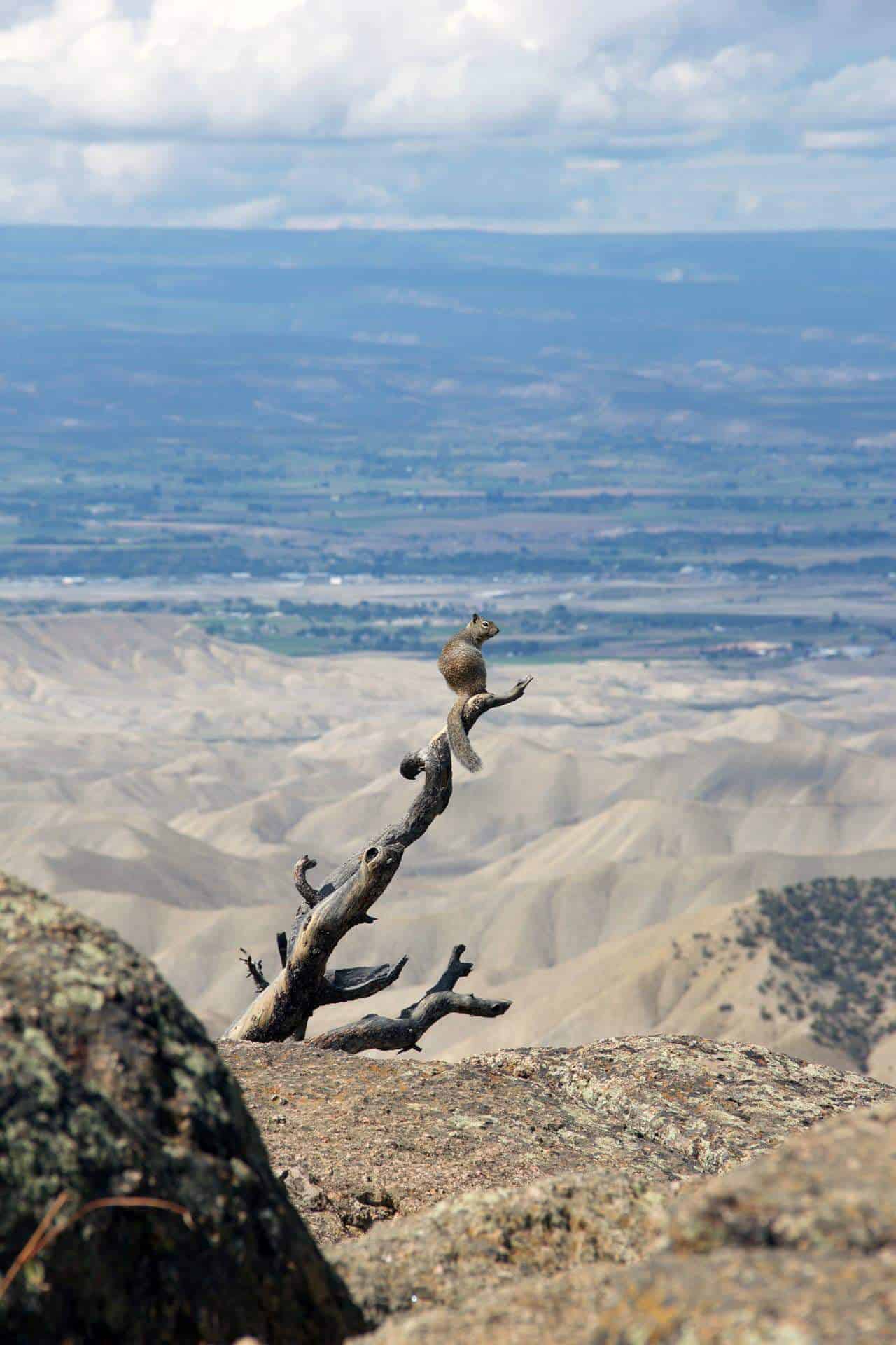 A ground squirrel perched on a weathered dead branch overlooking a vast canyon and valley floor