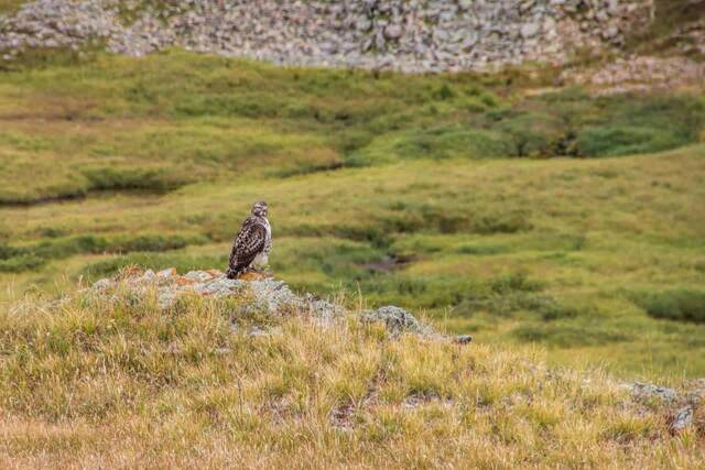 A red-tailed hawk perched on a lichen-covered rock overlooking a green alpine basin