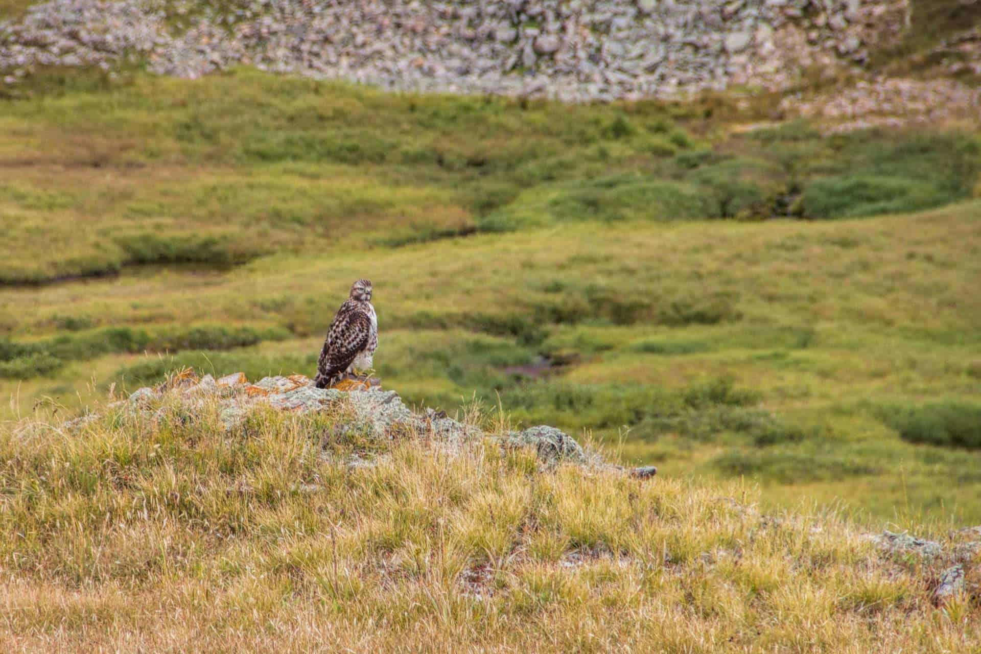 A red-tailed hawk perched on a lichen-covered rock overlooking a green alpine basin