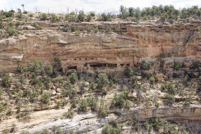 Cliff dwelling ruins visible in a sandstone alcove across a canyon lined with pinyon and juniper trees