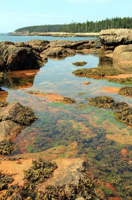 A tide pool full of seaweed among the rocks along the Acadia coastline