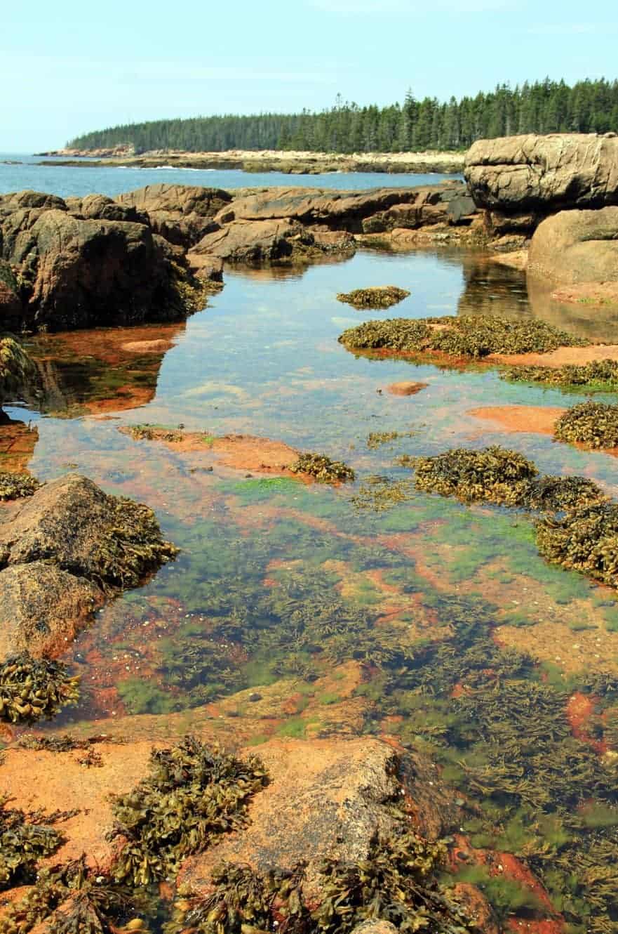 A tide pool full of seaweed among the rocks along the Acadia coastline