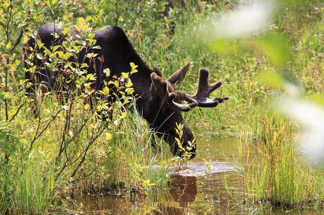 A young bull moose with velvet antlers drinking from a marshy pond