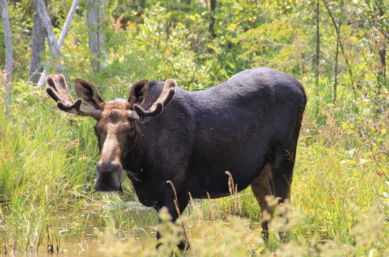 A young bull moose standing in tall grass, looking toward the camera