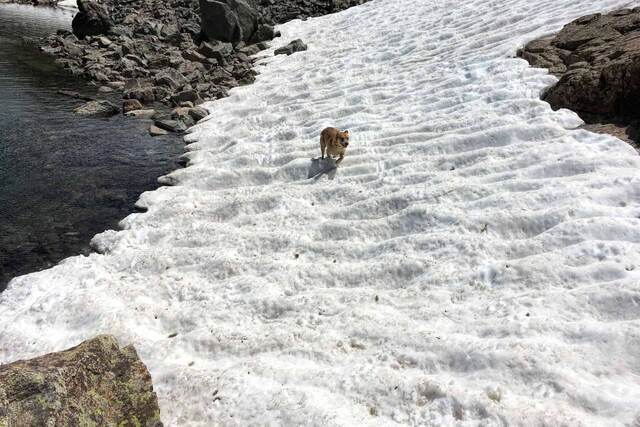Teddy running across a long snowbank beside a rocky stream