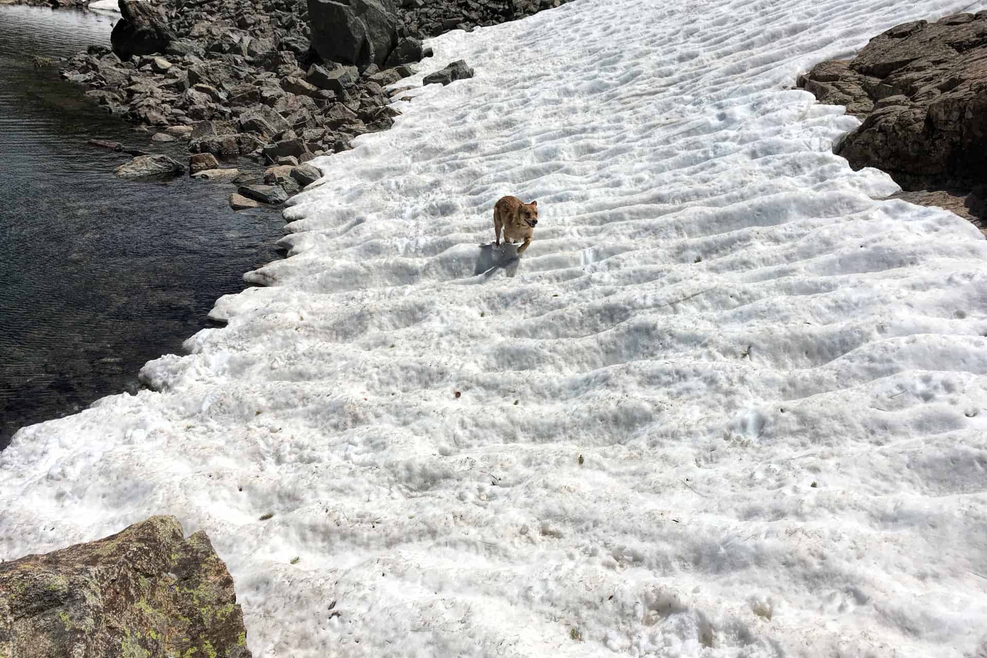 Teddy running across a long snowbank beside a rocky stream