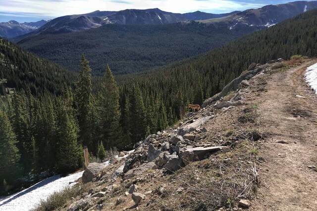 Teddy standing on a rocky, partially snow-covered slope, looking down into a forested valley