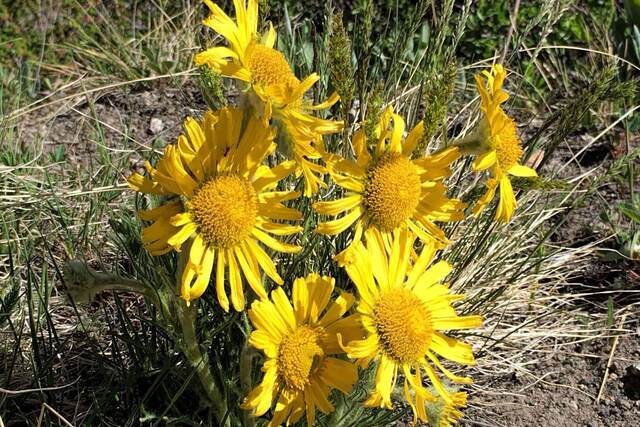 A cluster of bright yellow old-man-of-the-mountain wildflowers growing among dry grass