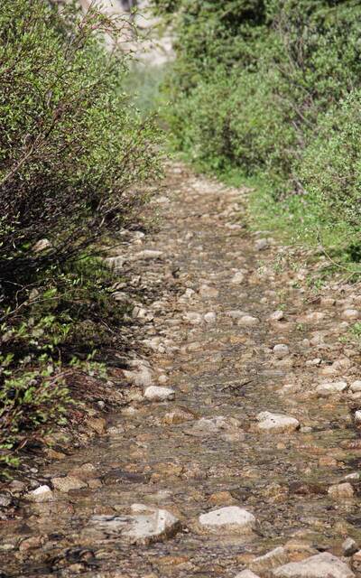 A shallow, rocky stream running down the middle of a hiking trail, flanked by dense green willows