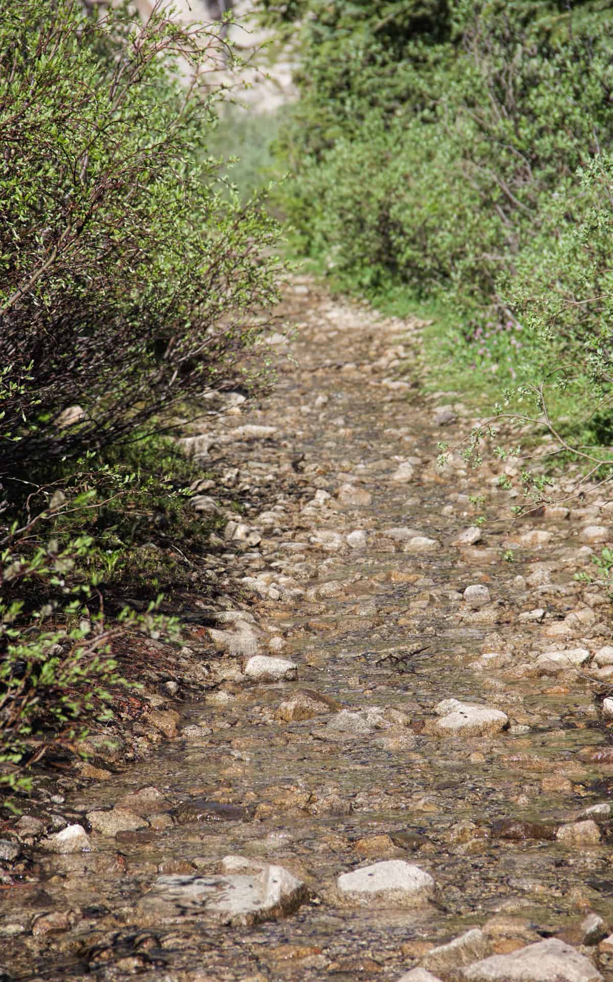 A shallow, rocky stream running down the middle of a hiking trail, flanked by dense green willows