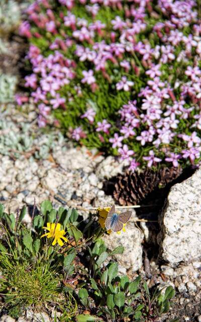 Purple alpine wildflowers blooming in a rocky clearing at the edge of a snowbank