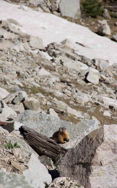 A yellow-bellied marmot perched on a rock among a boulder field, looking out over the slope