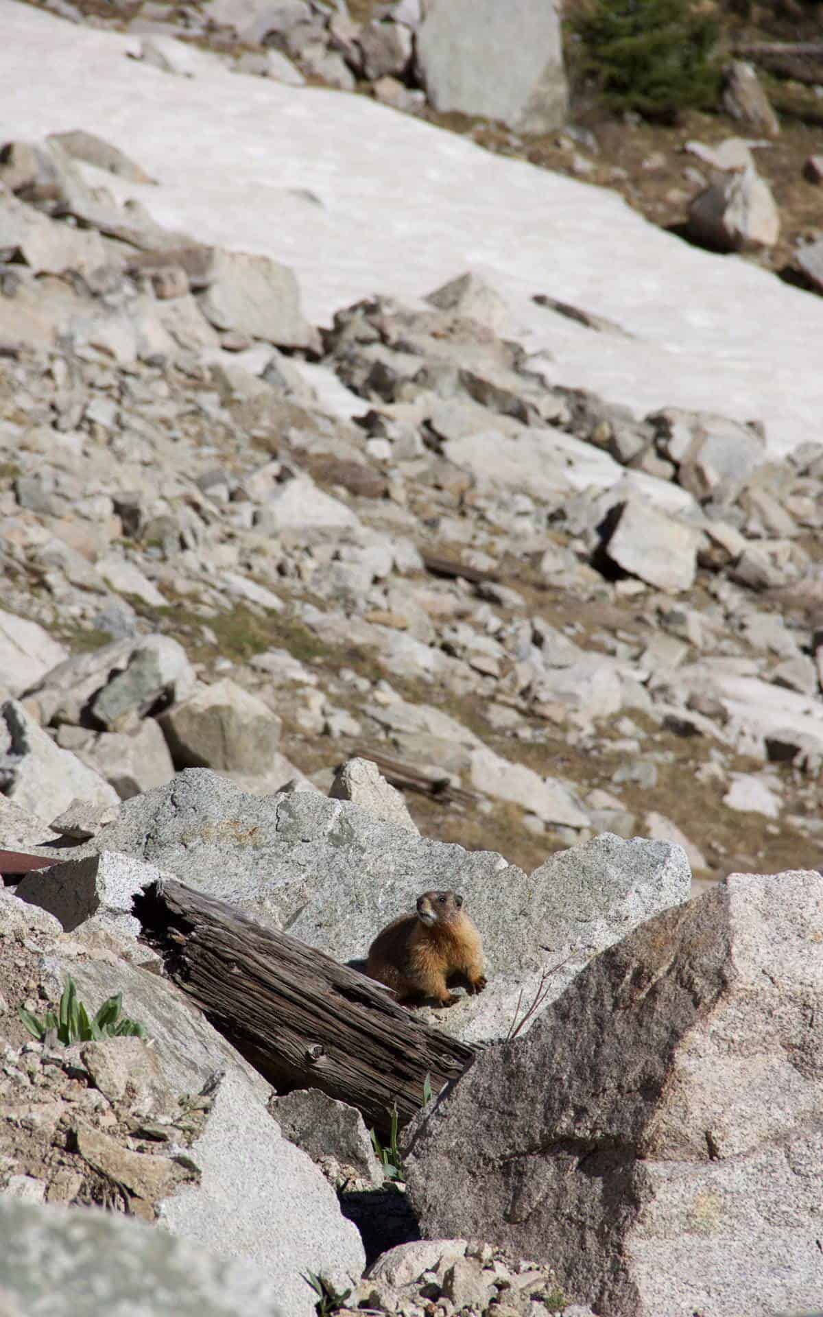 A yellow-bellied marmot perched on a rock among a boulder field, looking out over the slope