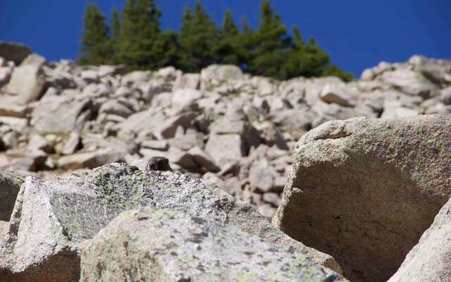 A groundhog peeking its head up from behind a lichen-covered boulder, with a rocky slope and pine trees behind