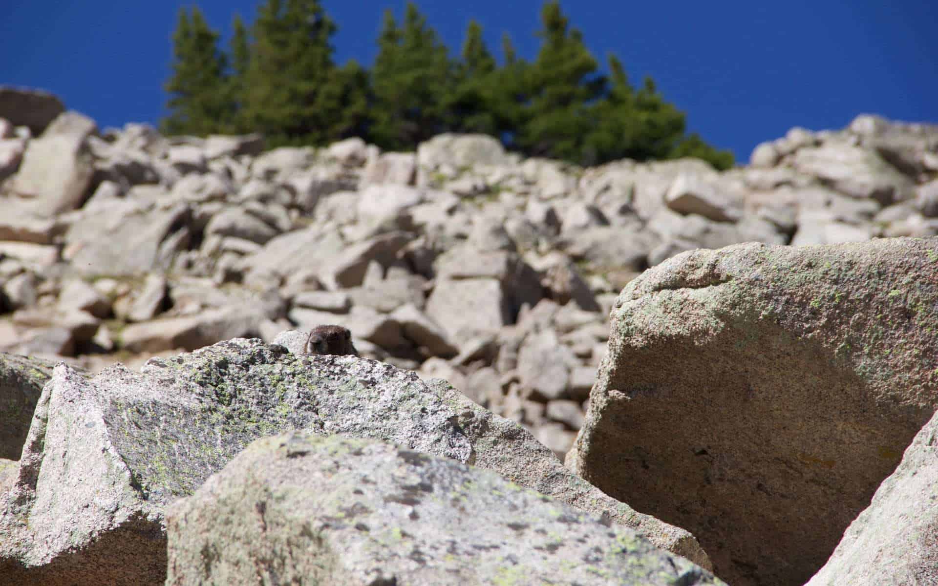 A groundhog peeking its head up from behind a lichen-covered boulder, with a rocky slope and pine trees behind