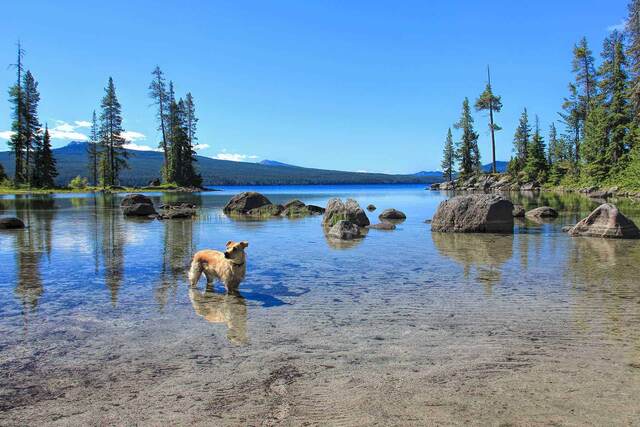 Teddy standing in the crystal-clear, shallow water of Waldo Lake, with rocks, pines, and mountains beyond