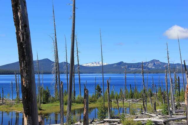 A view across the deep blue lake through a stand of bare, fire-killed tree trunks, with mountains in the distance