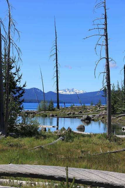 The lake and a snow-capped mountain peak framed by bare, burned tree trunks, with a marshy inlet in the foreground