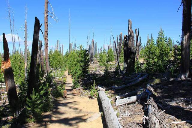 Teddy walking along a sandy trail through a burned forest area, with new pine saplings growing among blackened tree trunks