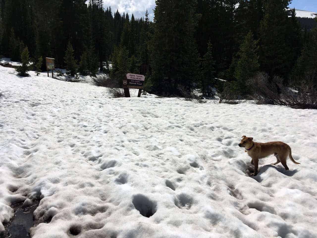 Teddy standing on a deep snowfield beside the Alpine Tunnel Trailhead sign, framed by pine forest
