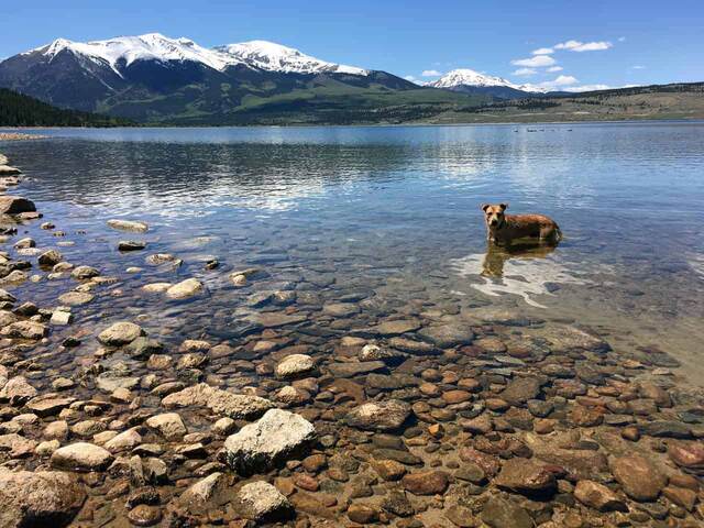 Teddy standing in the shallow, clear water of Twin Lakes with snow-capped mountains in the background