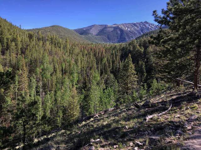 A pine and aspen forested valley below layered mountain ridges under a clear sky