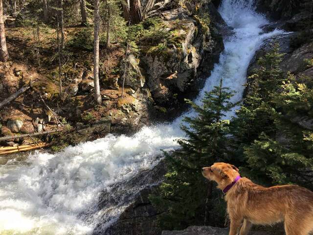 Teddy standing on a rock beside a rushing waterfall, looking up at the cascading water
