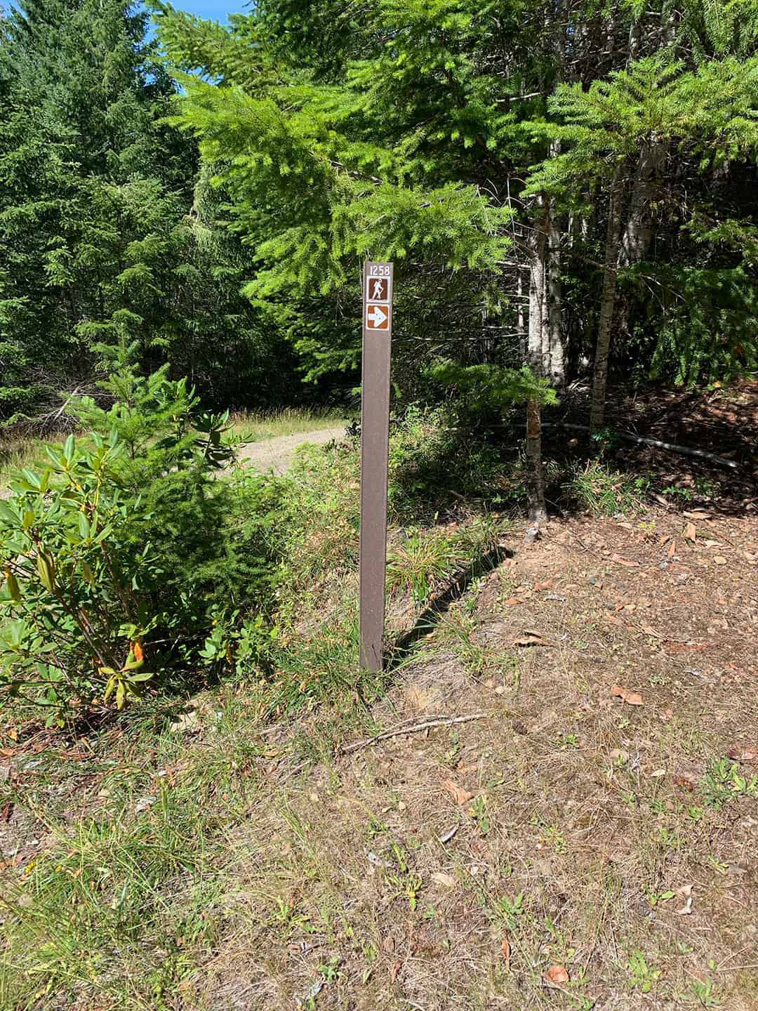 A wooden trail marker post with a hiker symbol and directional arrow at the edge of the forest