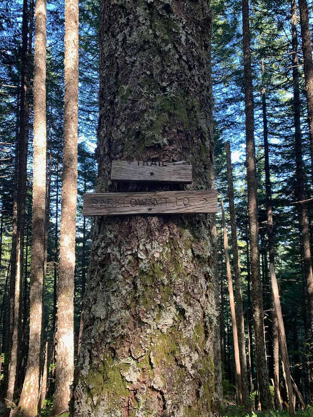 Hand-carved wooden signs reading "Trail" and "Barklow Mt. L.O." nailed to a large mossy tree trunk