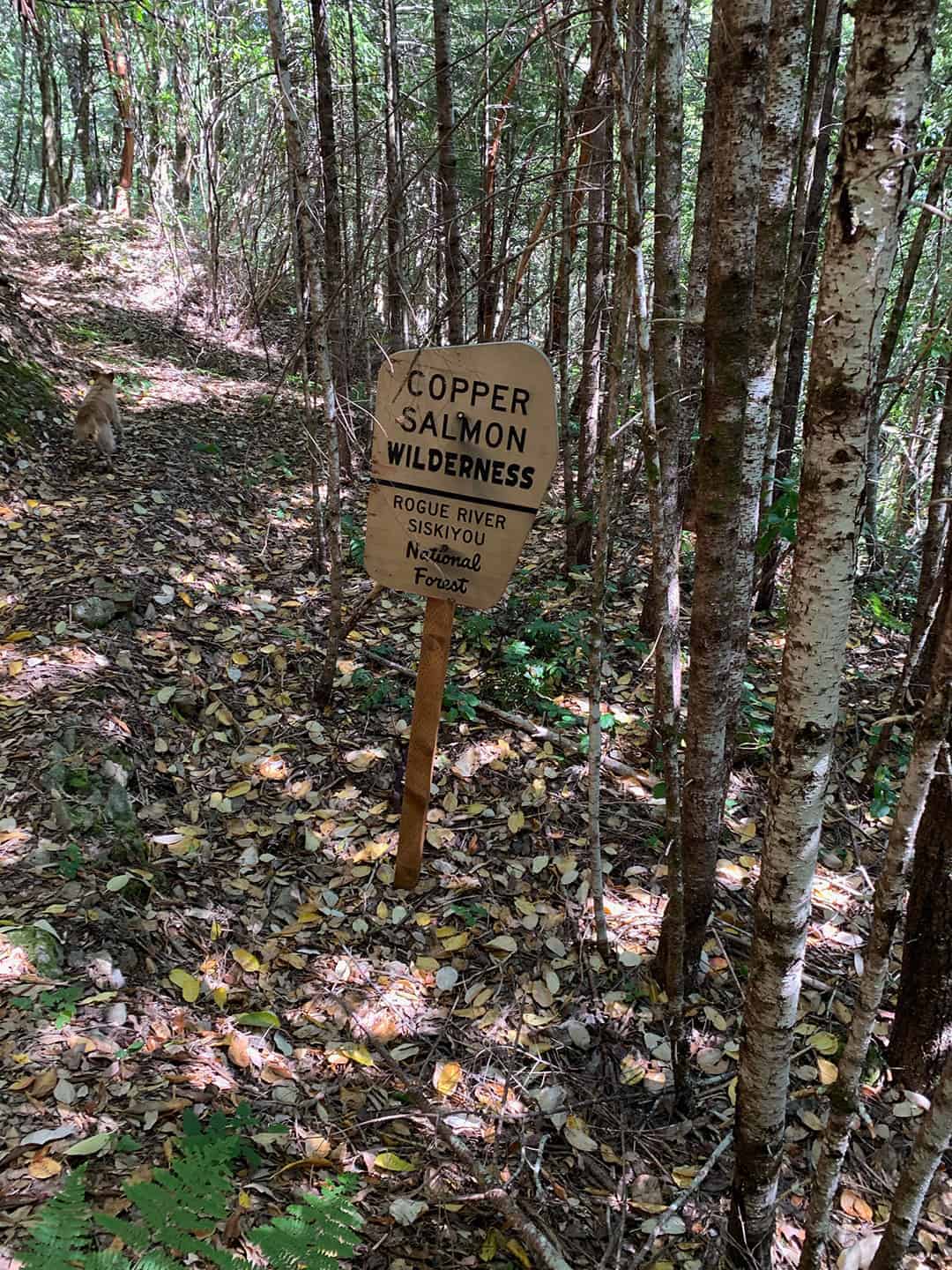 A hand-lettered "Copper Salmon Wilderness, Rogue River Siskiyou National Forest" sign along the trail, with Teddy up ahead