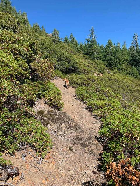 Teddy walking up a rocky switchback trail through low manzanita brush near the summit