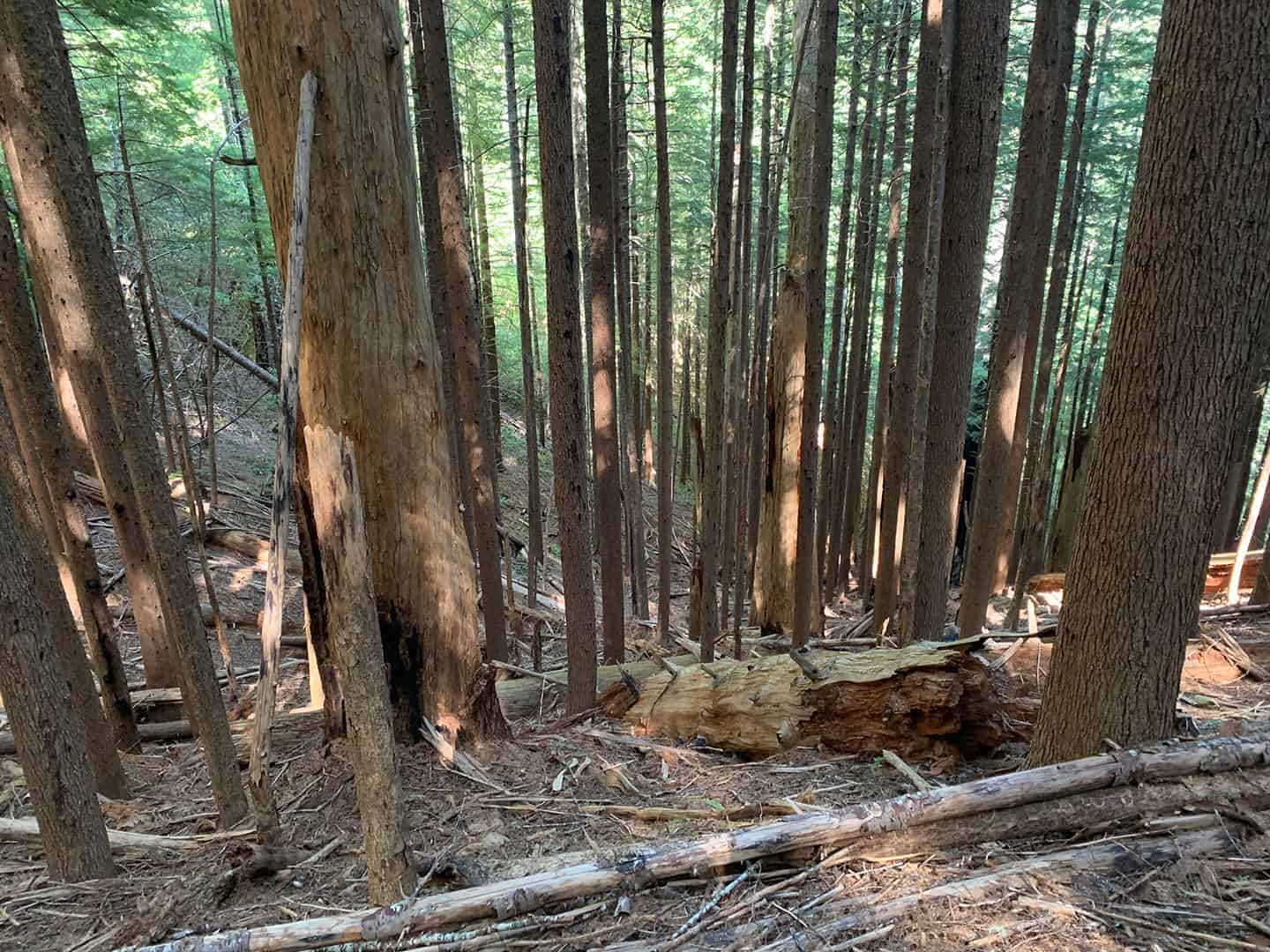 A large fallen, broken tree trunk lying across the forested hillside along the trail