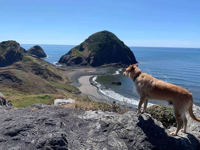 Teddy standing on a rocky overlook above a cove with a large sea stack and sandy beach at Sisters Rock