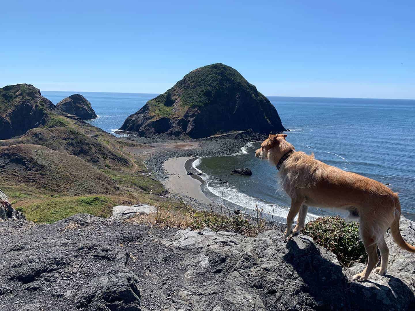 Teddy standing on a rocky overlook above a cove with a large sea stack and sandy beach at Sisters Rock