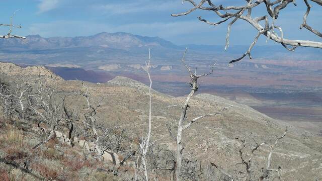 A hazy desert valley framed by bare branches, with banded red cliffs rising above the wash