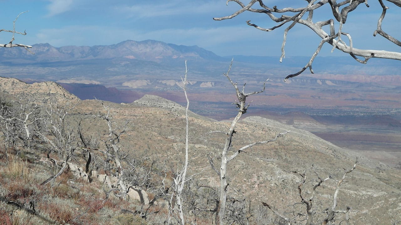 A hazy desert valley framed by bare branches, with banded red cliffs rising above the wash