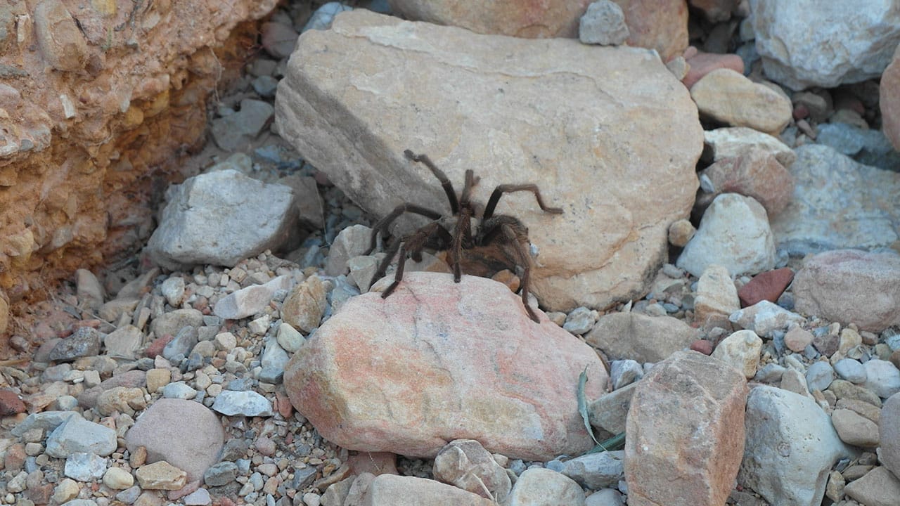 A close-up of a dark tarantula resting on light-colored rocks