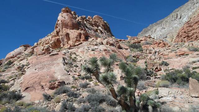 A red rock spire rising against a blue sky, with a yucca in the foreground and a jet contrail overhead