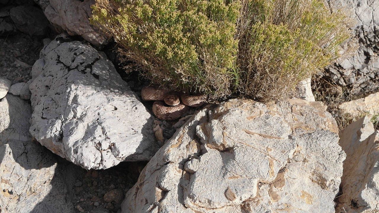 A well-camouflaged snake coiled in the shade of a desert shrub between pale rocks