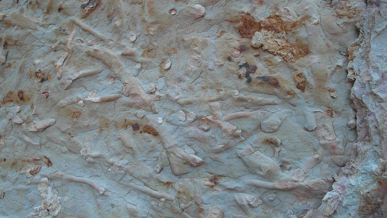 A close-up of fossil-rich rock, its surface embedded with what look like marine fossil fragments