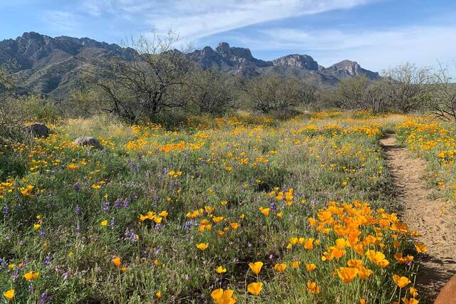 A wide field of orange poppies and purple lupine with the Santa Catalina Mountains and a dirt trail beyond